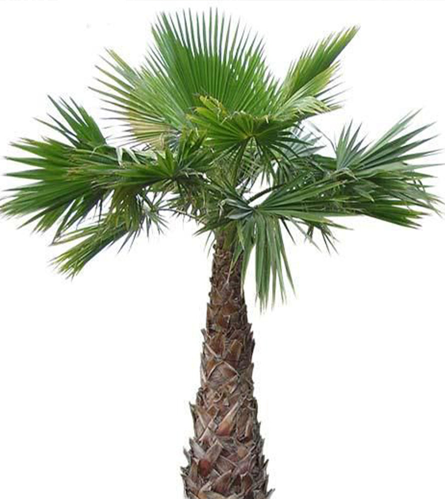 Mexican fan palm