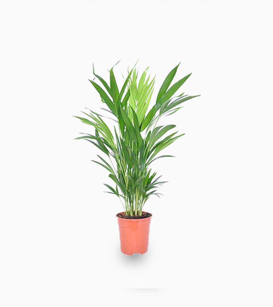 Mini Areca Palm