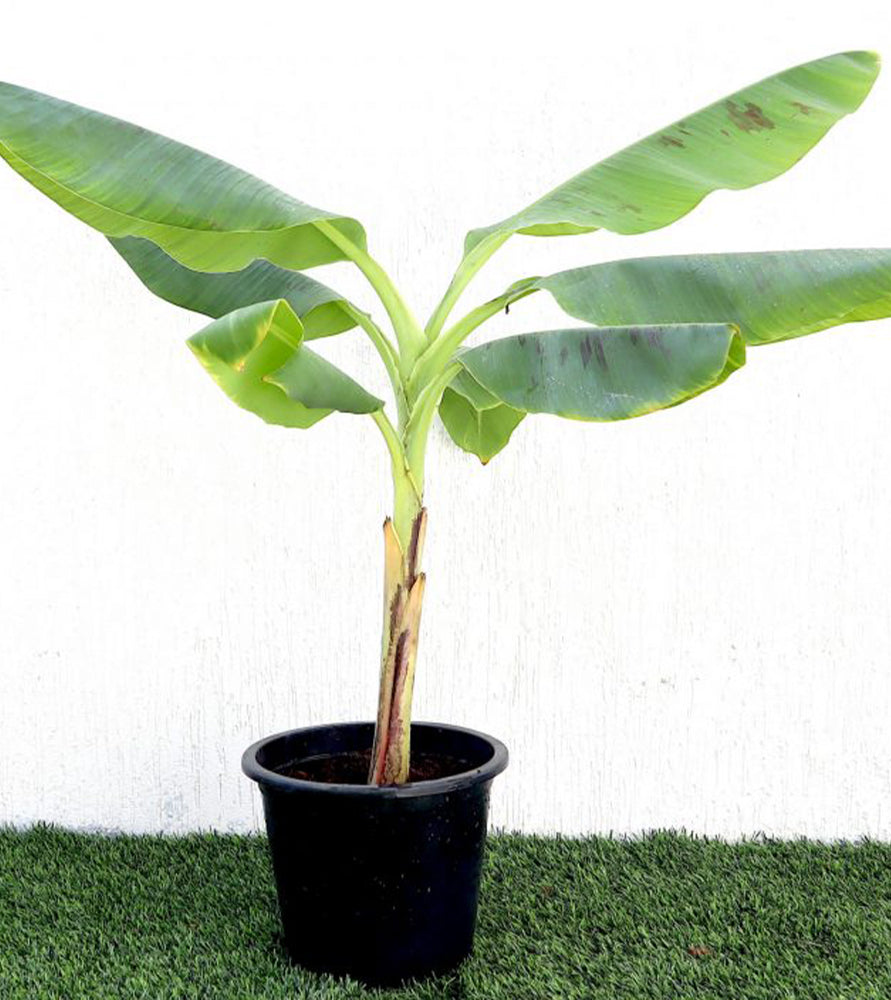 Musa paradisiaca “Banana Tree” 0.5-0.8m شجرة الموز