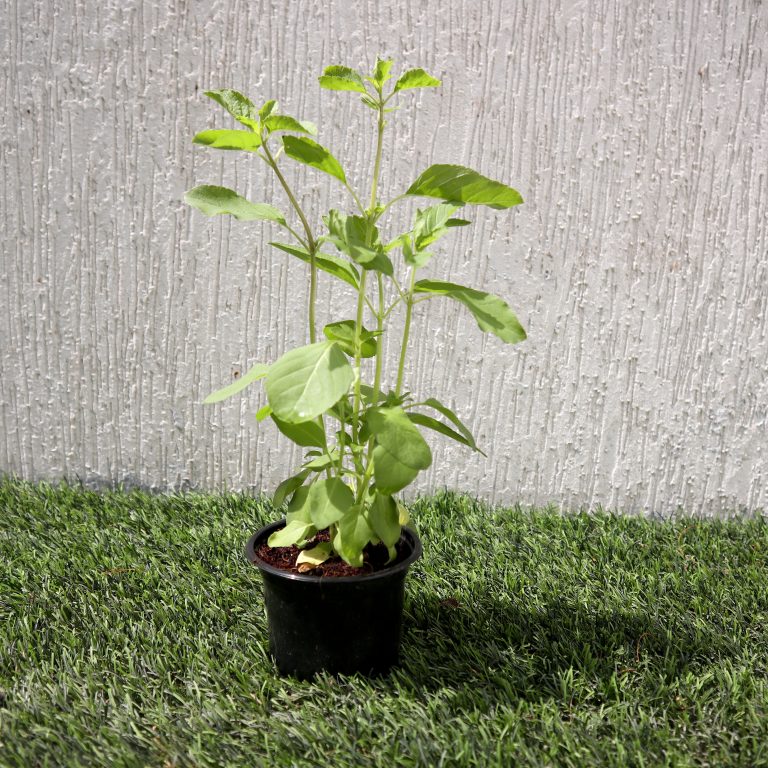 Ocimum tenuiflorum/Tulsi plant/Holy Basil