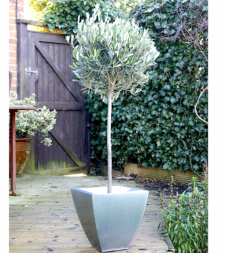 Olea europea or Olive Tree “1.0m-2.2m” شجرة زيتون