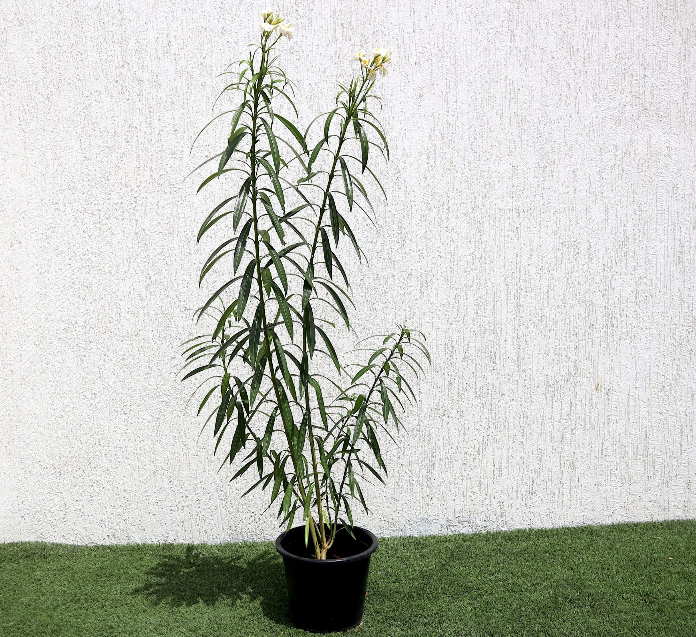 Oleander “Nerium Oleander”