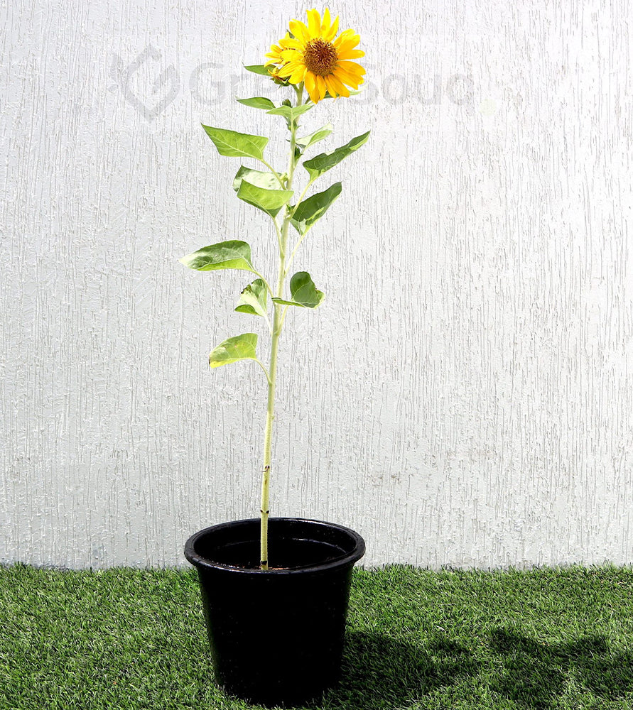 Ornamental Sunflower “Helianthus annuus” 0.4-0.5m
