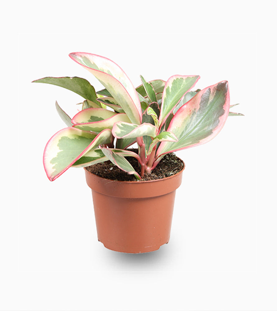 Peperomia Ginny or Tricolor Peperomia 10 – 15cm