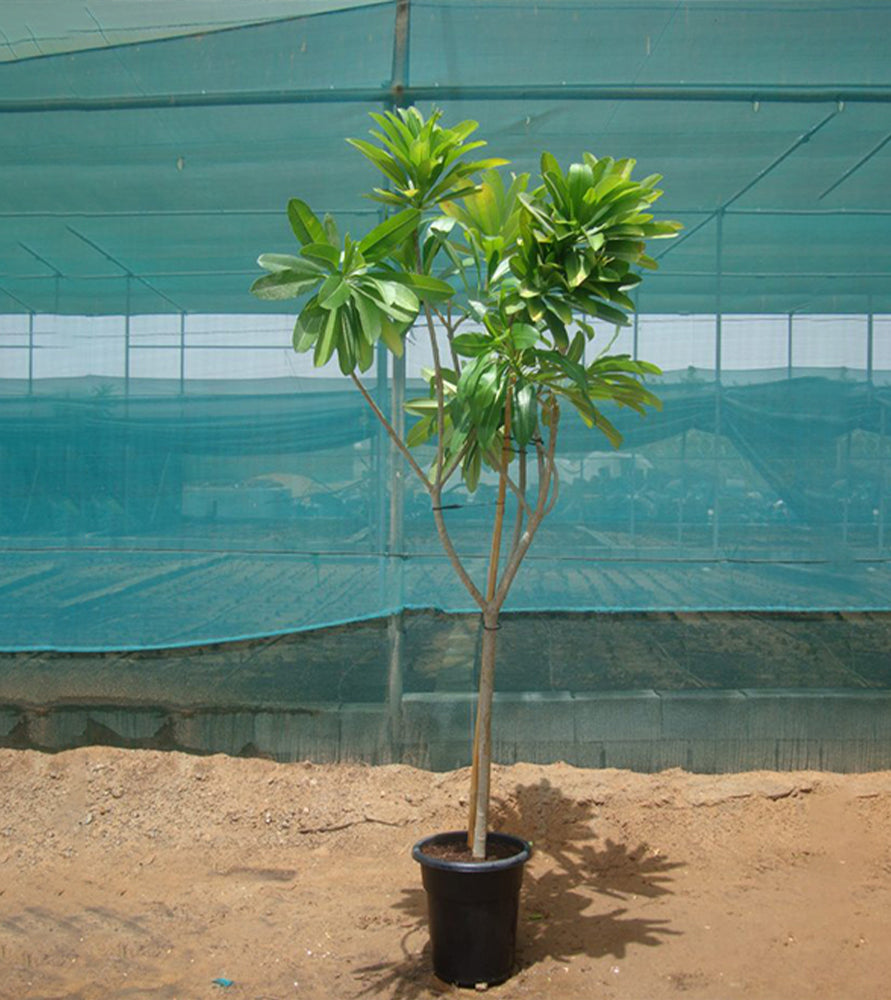 Plumeria obtusa “Frangipani or The Temple Tree”
