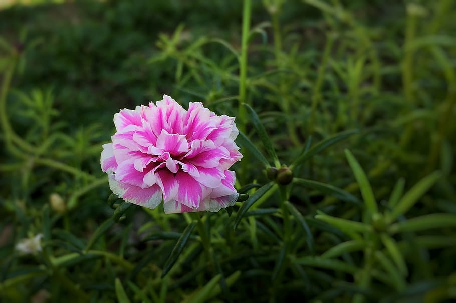 Portulaca grandiflora | Rose Moss | 9cm pot