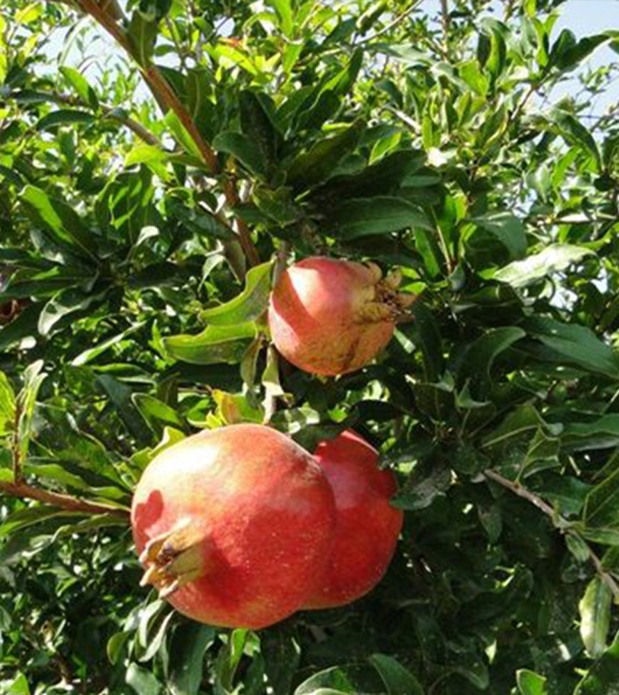 Punica granatum Or Pomegranate Tree شجرة الرمان