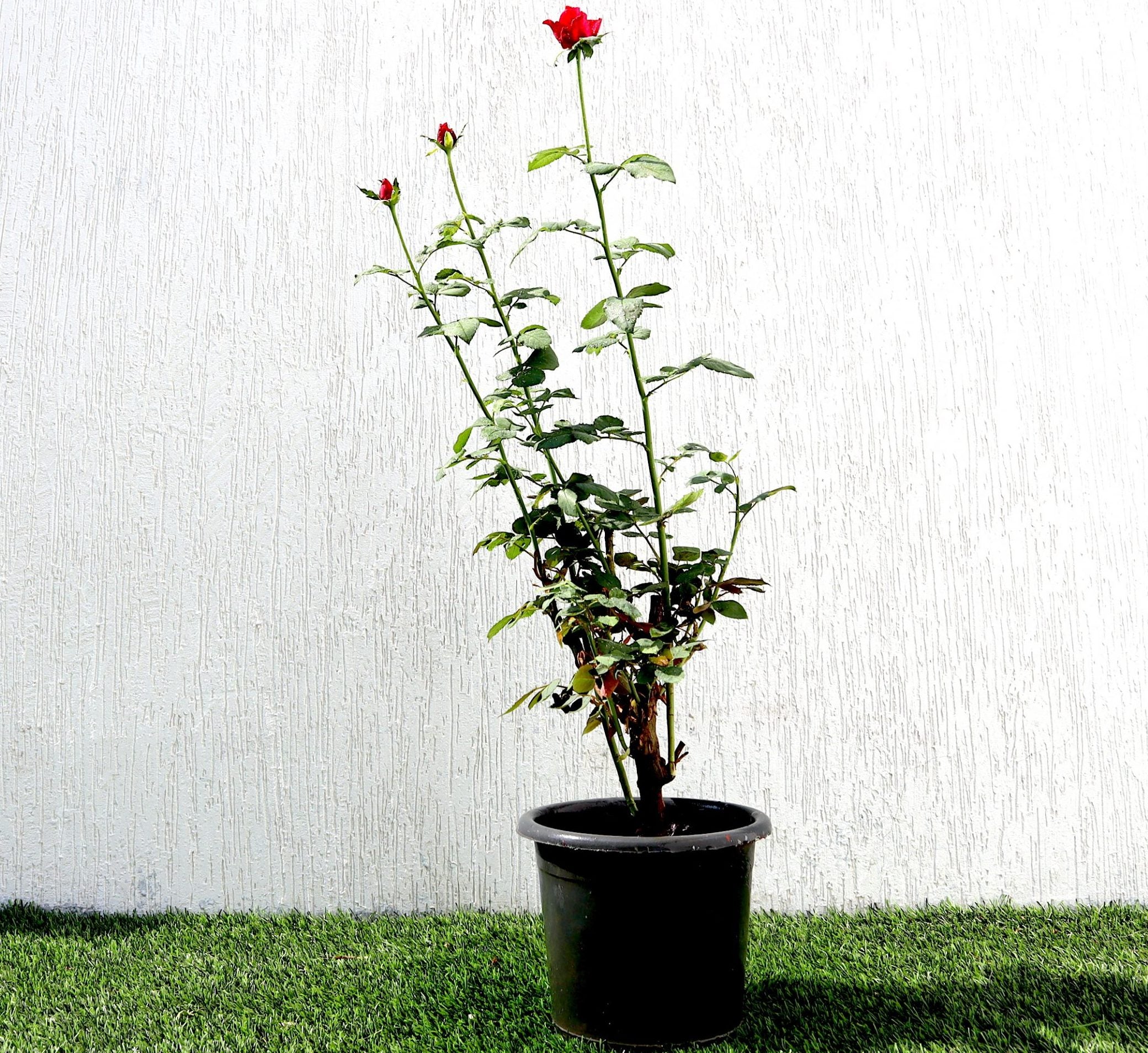 Rose Plant 0.3-0.4m