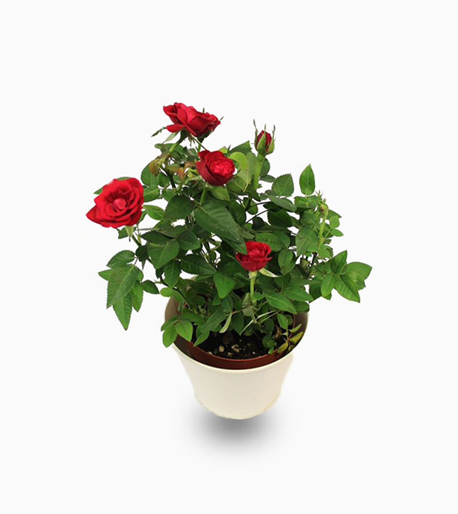 Rose plant indoor 20 – 30cm
