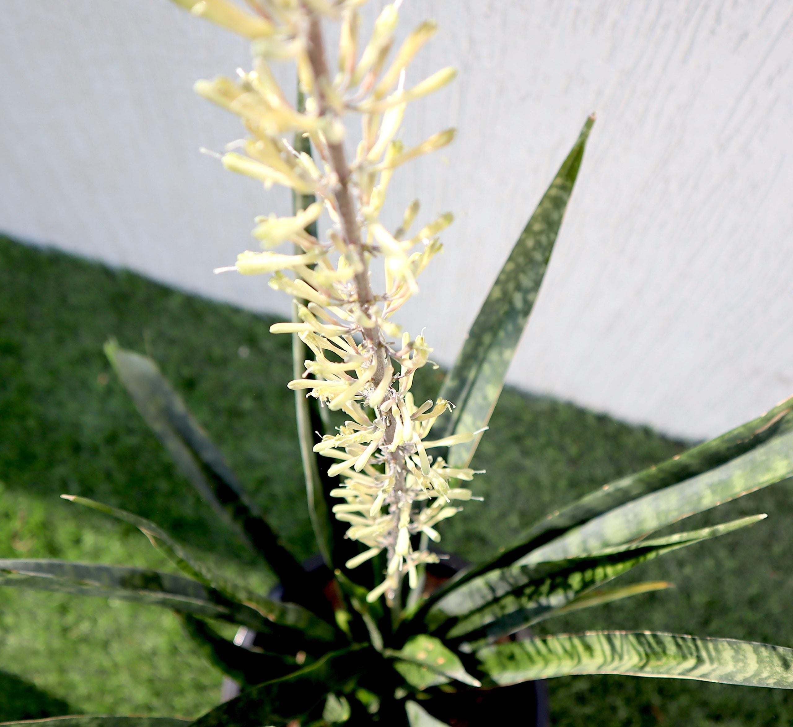 sansevieria zeylanica flowers Sansevieria Green Zeylanica “Bowstring Hemp” 30-40 cm