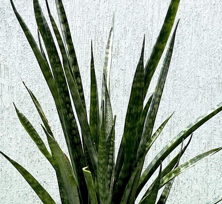Sansevieria Green Zeylanica “Bowstring Hemp” 30-40 cm