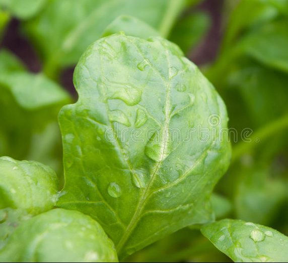 Spinach agrimax seeds
