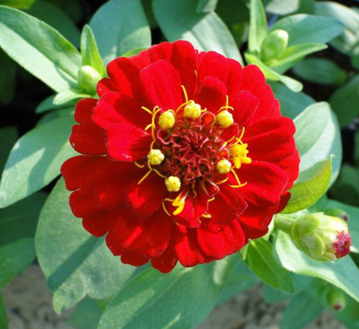 Zinnia Flowers or “Zinnia”